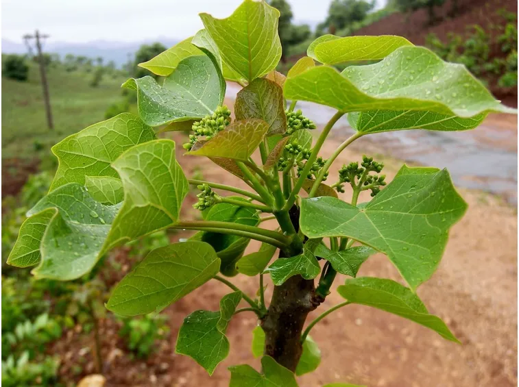 Jatropa