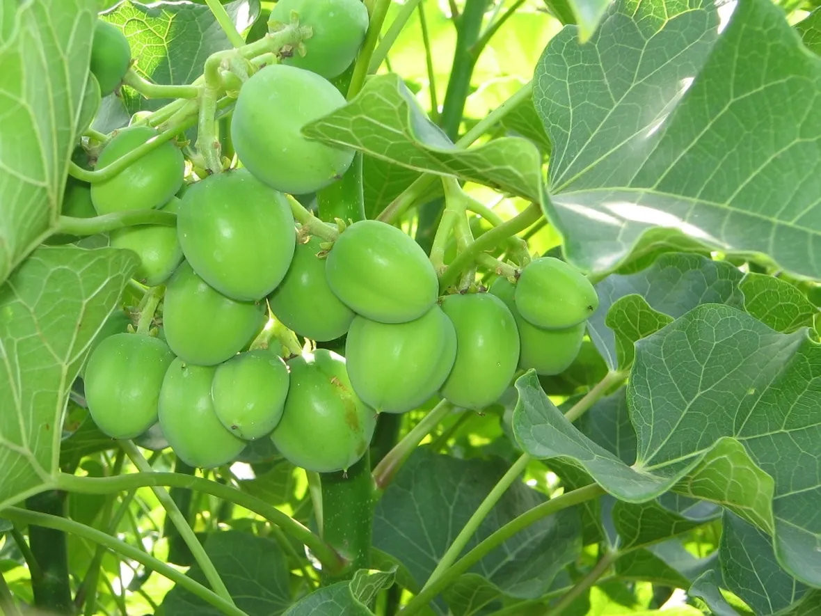 Jatropa