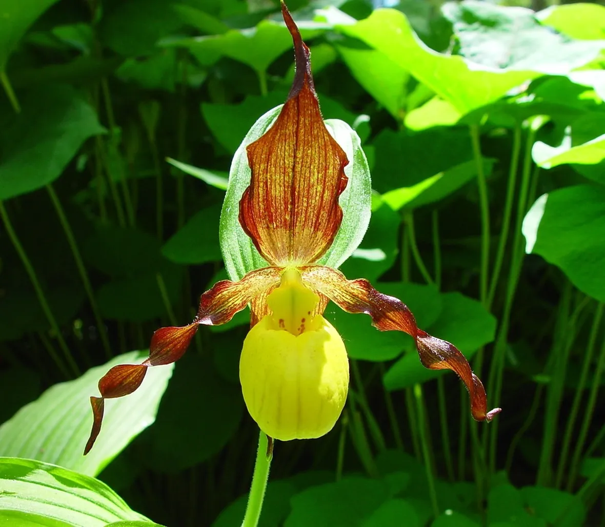 Fiori scarpetta