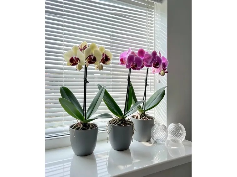 Orchidea