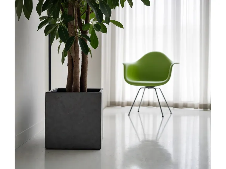 Ficus deltoidea