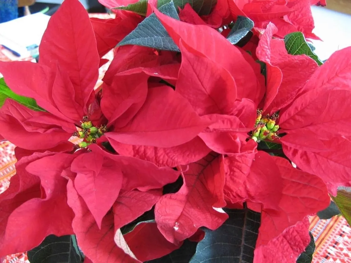 Stella di Natale