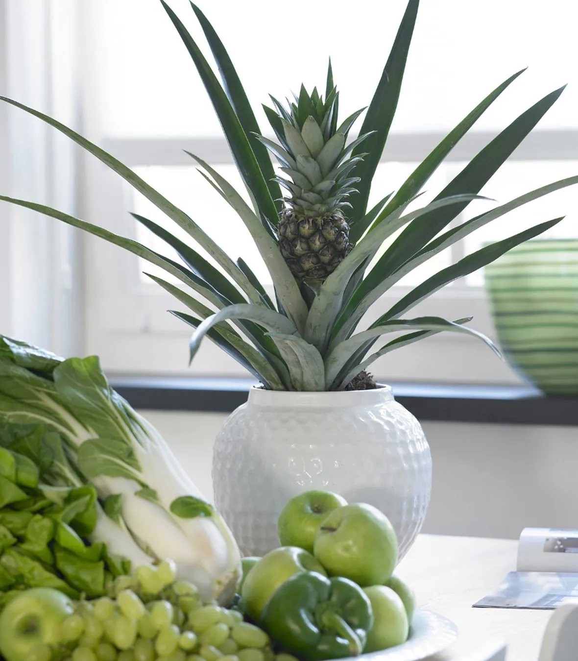 Bromeliacea