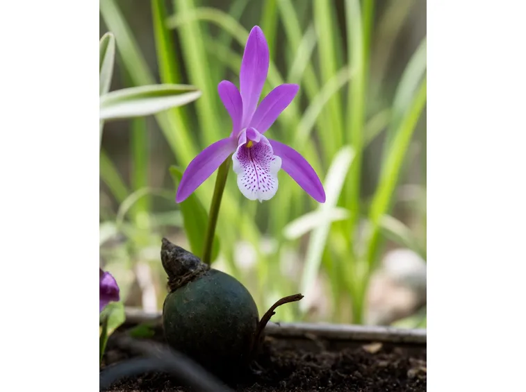 pleione formosana