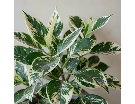 ficus benjamina