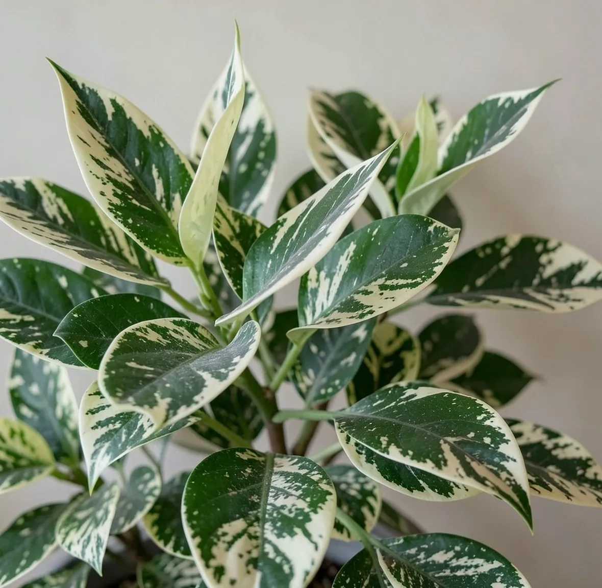 ficus benjamina