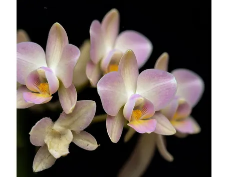 orchidea