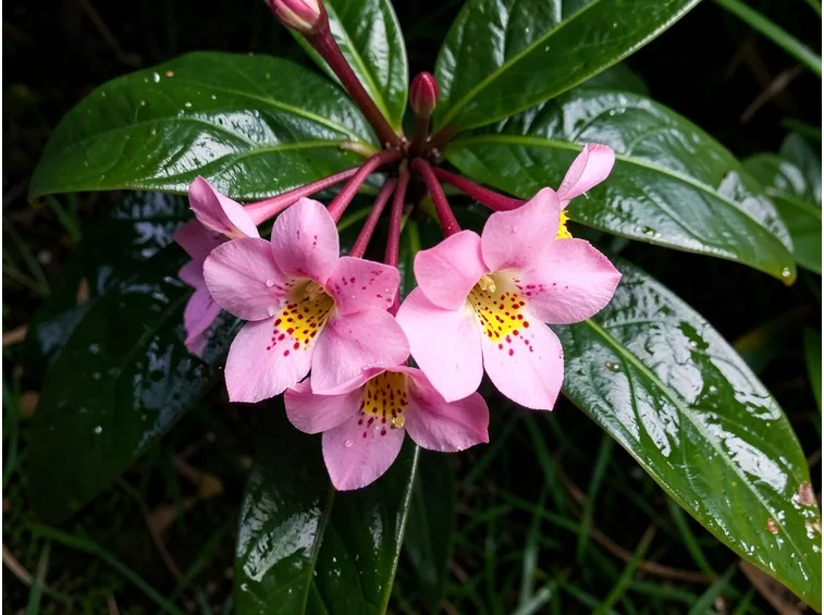 pianta Achimenes
