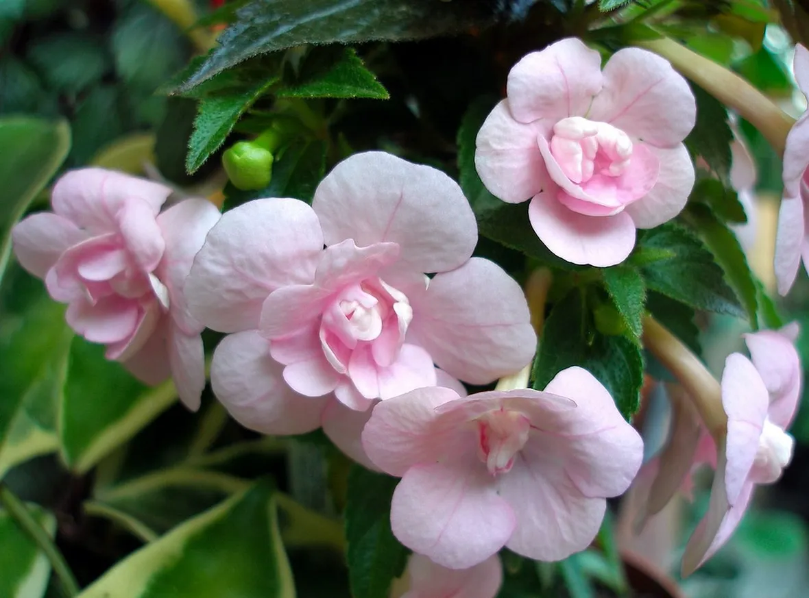 fiori Achimenes
