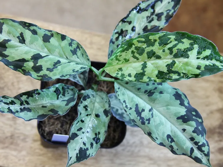 Aglaonema pictum pianta