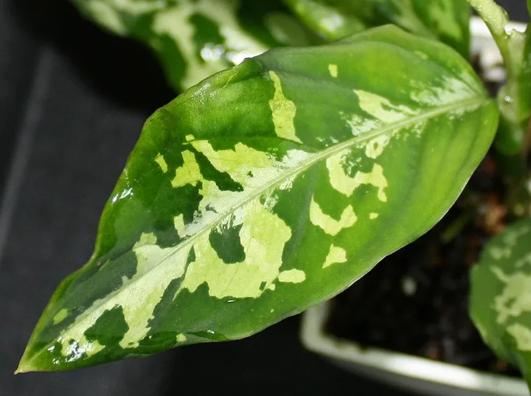foglie aglaonema