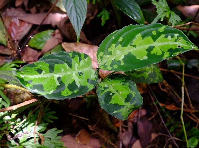 aglaonema pictum foglie