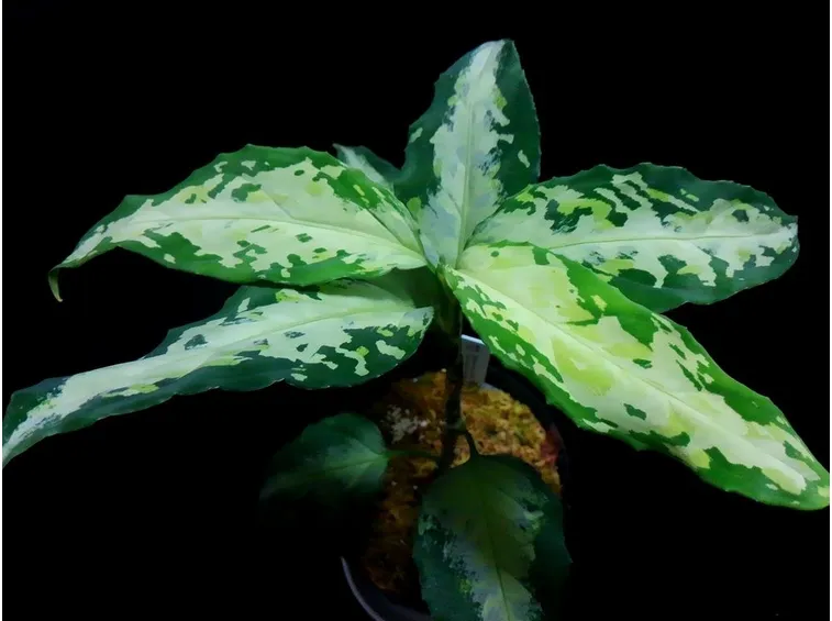 pianta aglaonema pictum