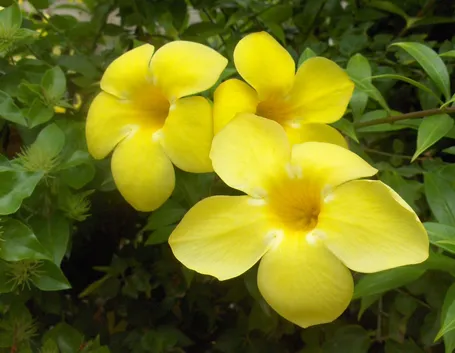 Allamanda cathartica