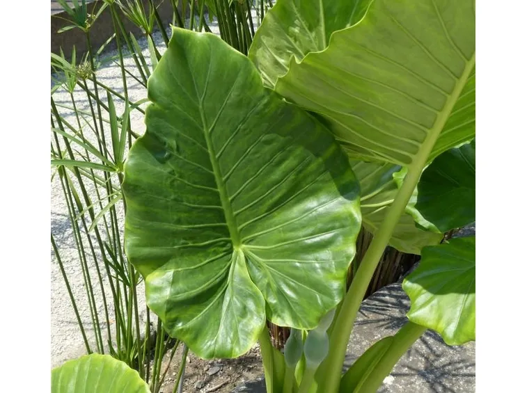 Alocasia macrorrhiza