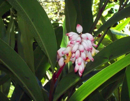 Alpinia zerumbet fiore