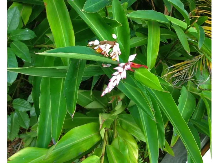 pianta alpinia zerumbet