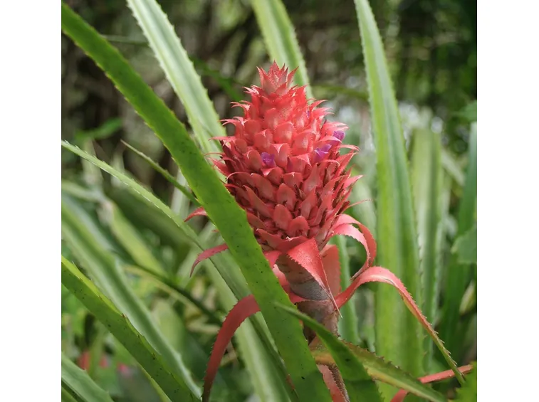 Ananas bracteatus