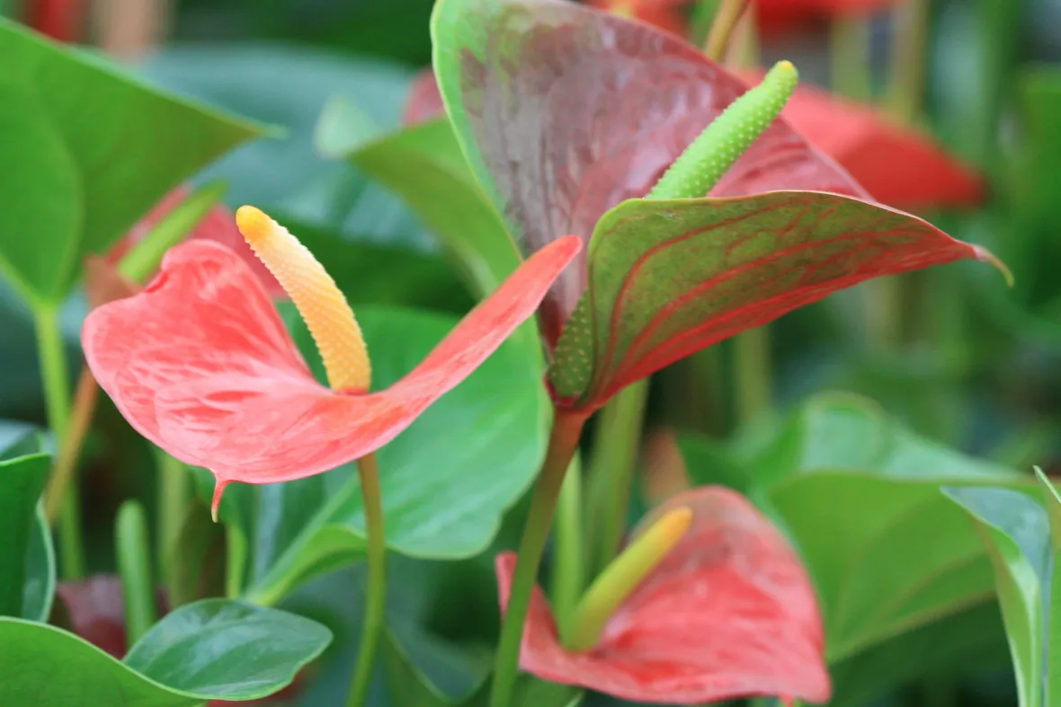 Anthurium andreanum