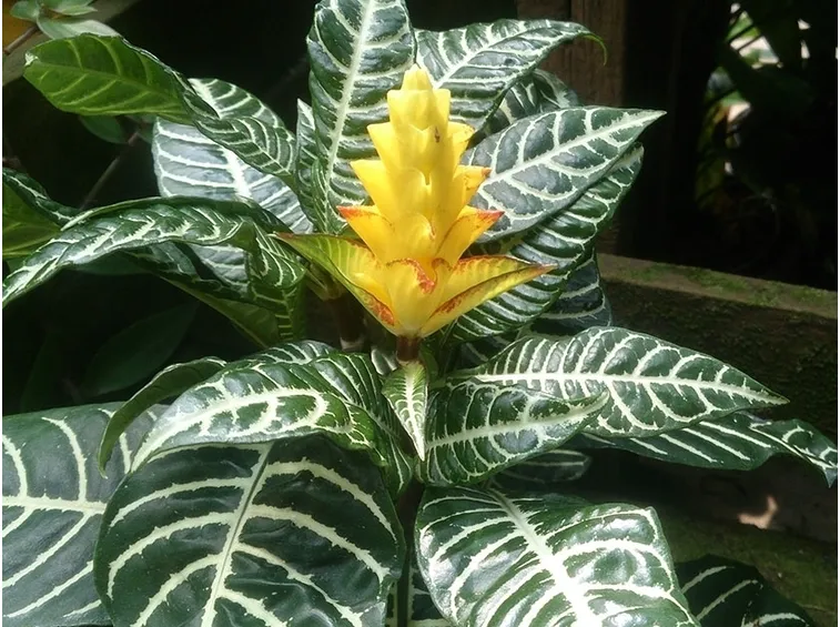 aphelandra squarrosa pianta