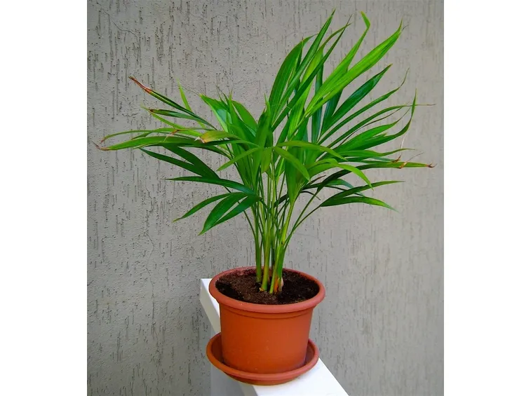 pianta di areca in vaso