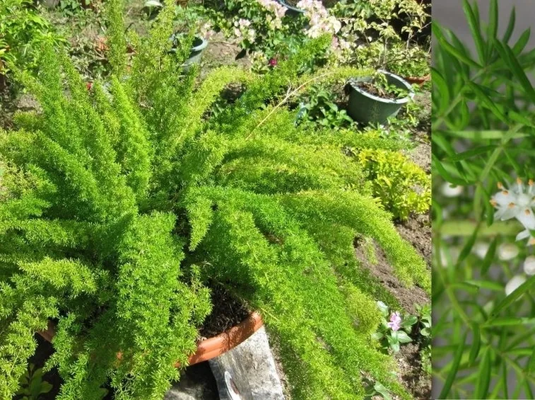pianta asparagus