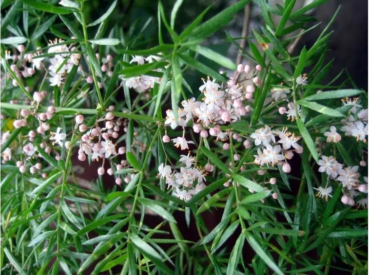 fiori asparago