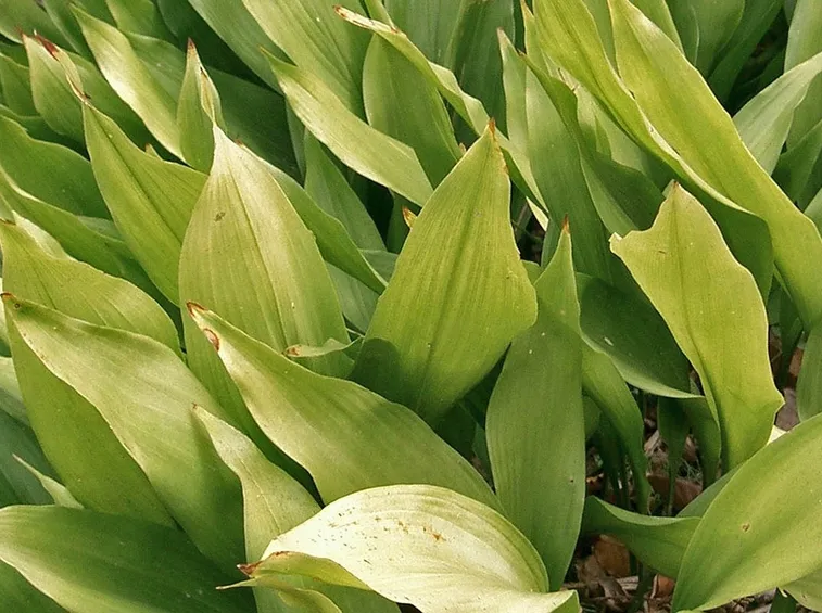 foglie Aspidistra