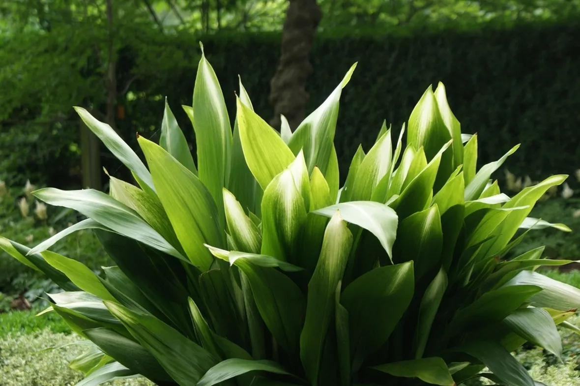 Aspidistra