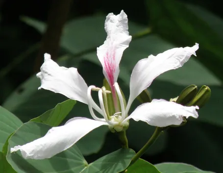 bauhinia corniculata
