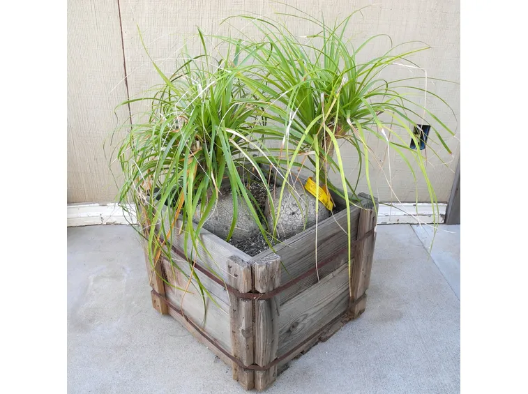 vaso con beaucarnea