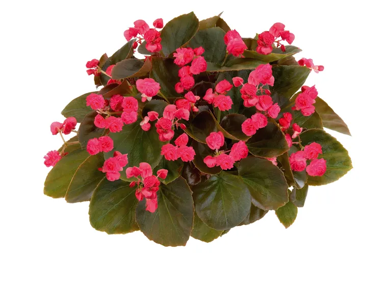 begonia