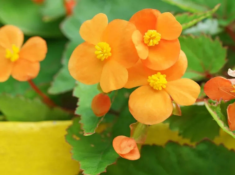 begonia sutherlandii