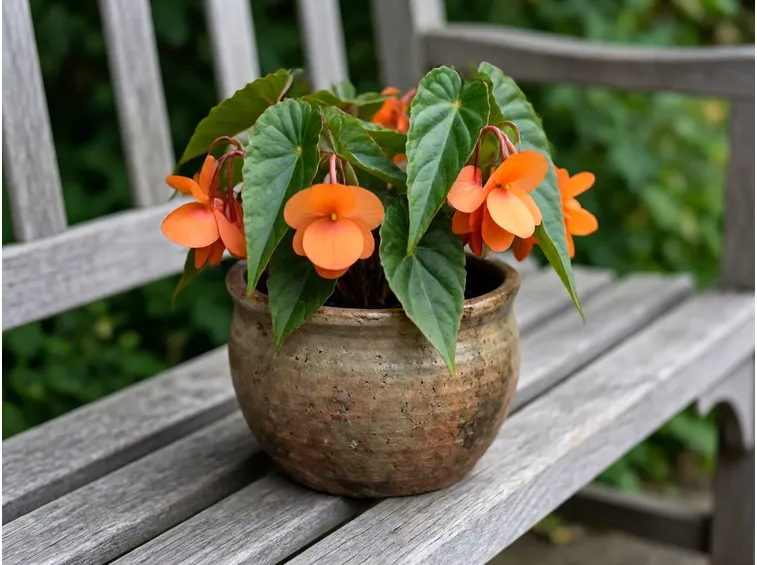 begonia