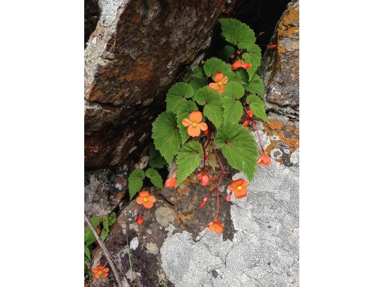 begonia