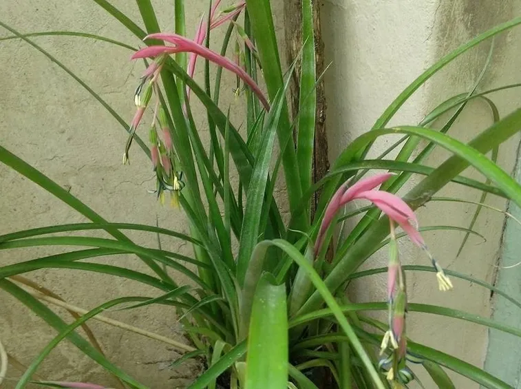 billbergia pianta