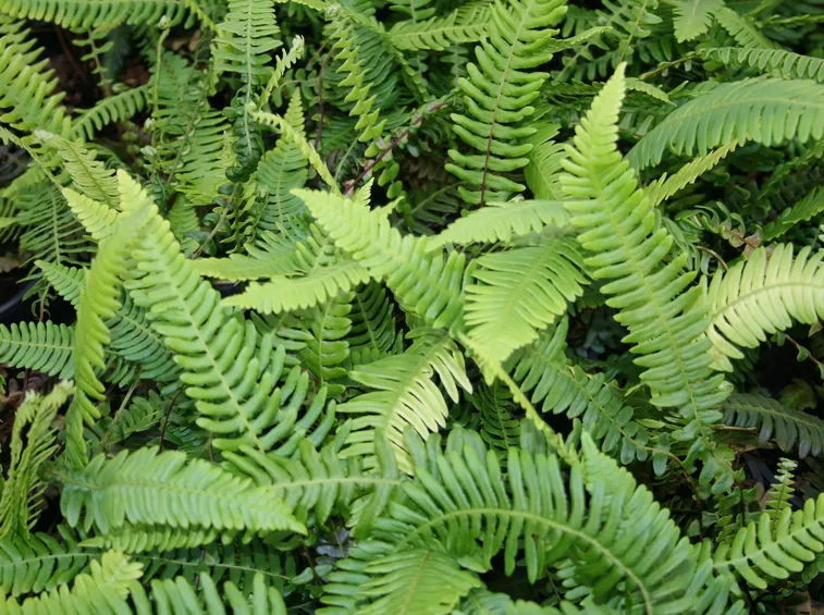 Blechnum