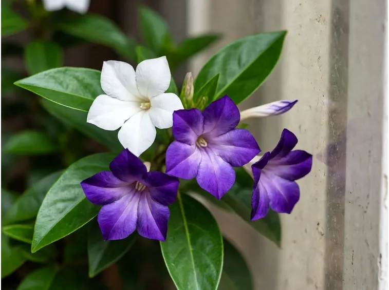 fiori brunfelsia