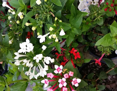 bouvardia