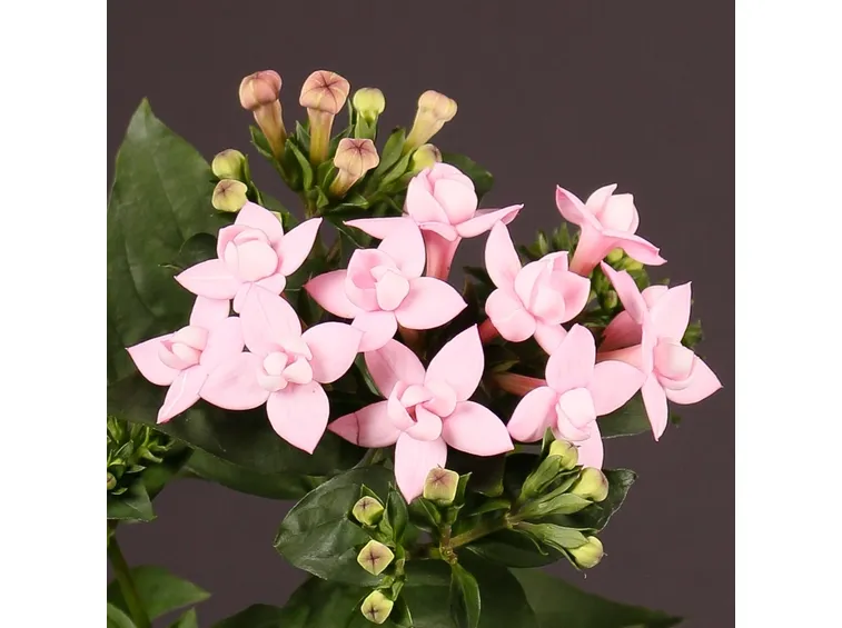 buvardia rosa