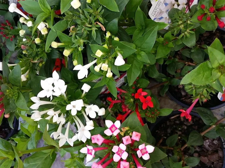 bouvardia