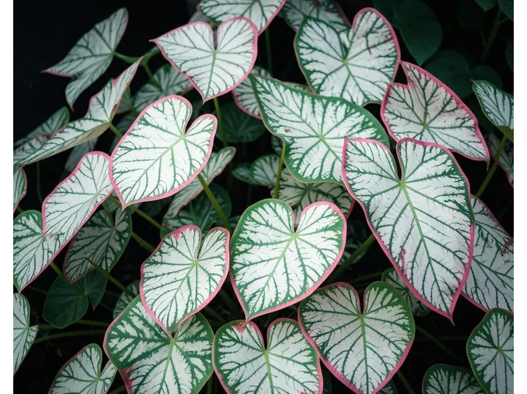 foglie caladium
