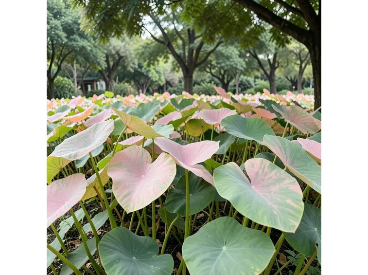 caladium
