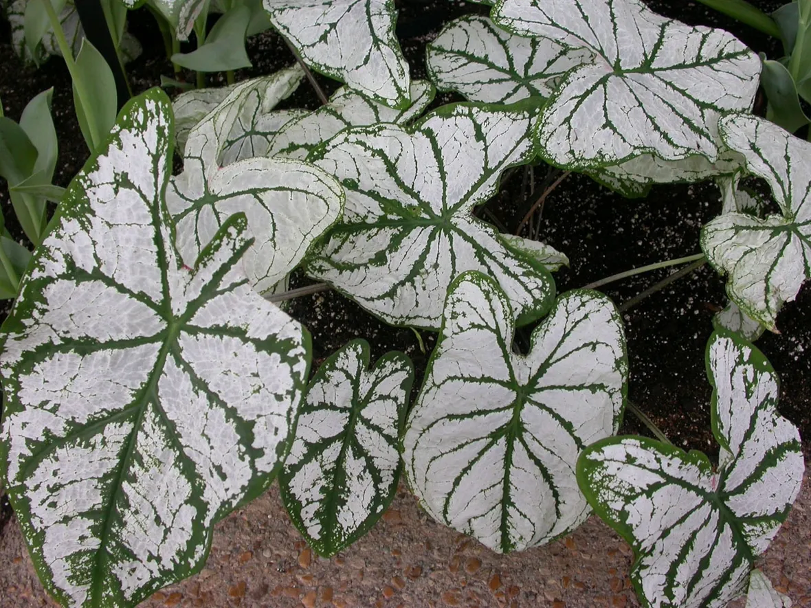 Caladium x hortolanum