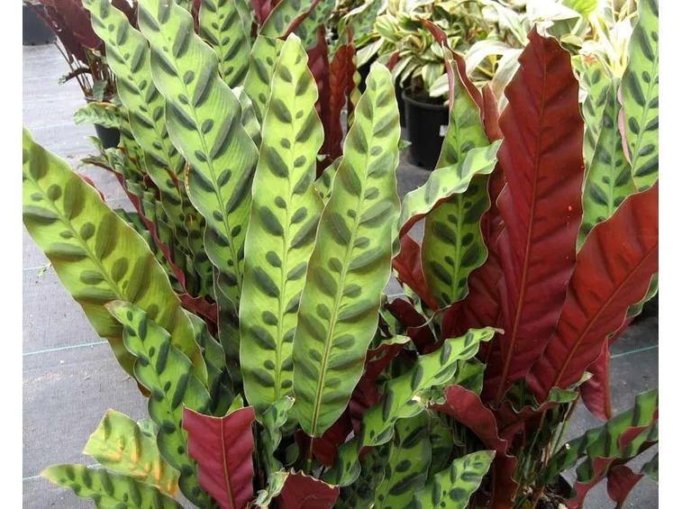 calatea insignis