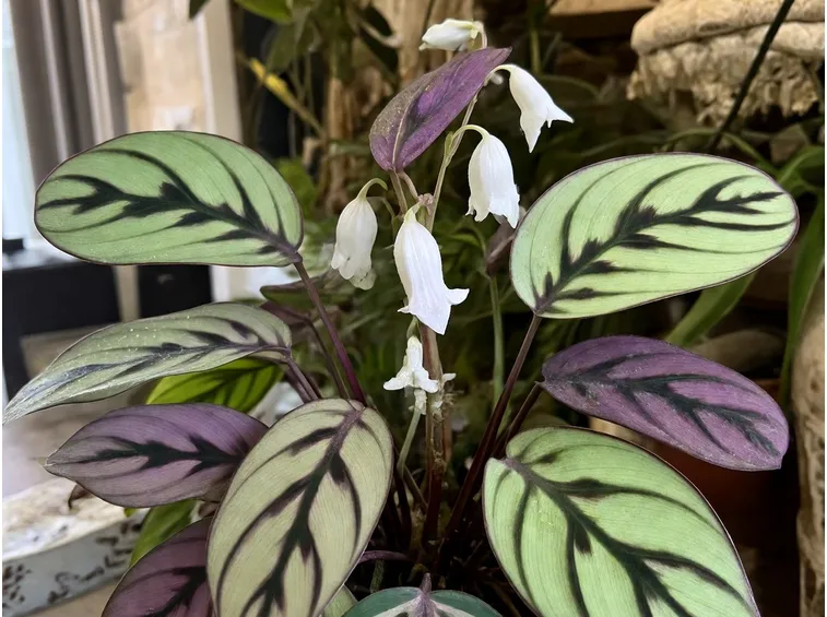 Calathea makoiana