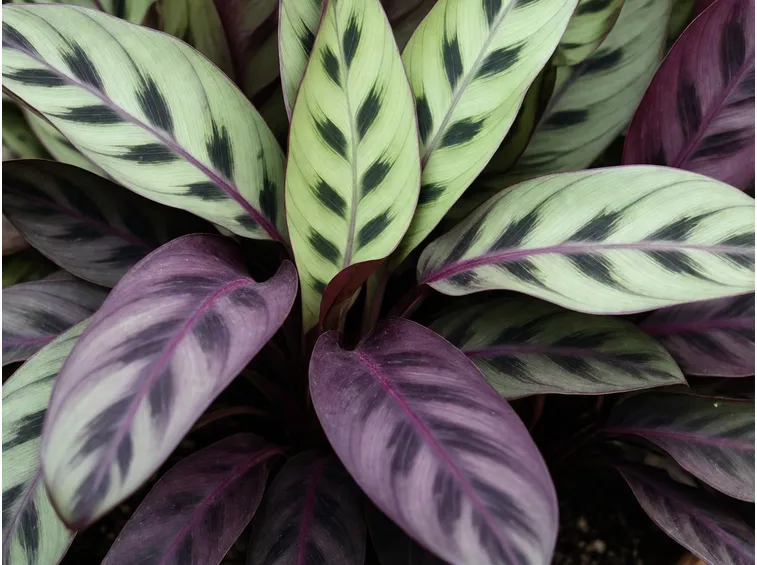 Calathea lancifolia