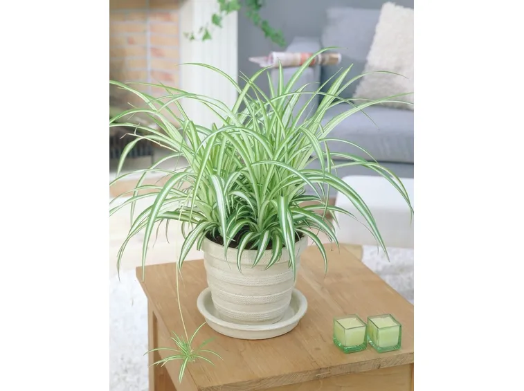chlorophytum