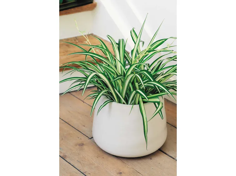 chlorophytum