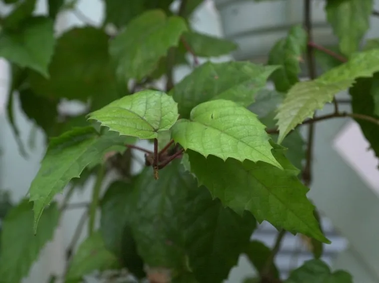 Cissus